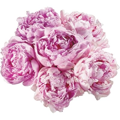 Farmer's Market Peonies 7 stem 1 ea, $14.00/1ea