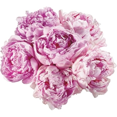 Délices du Marché Pivoines, 7 tiges 1 ea, 14,00 $/1ch