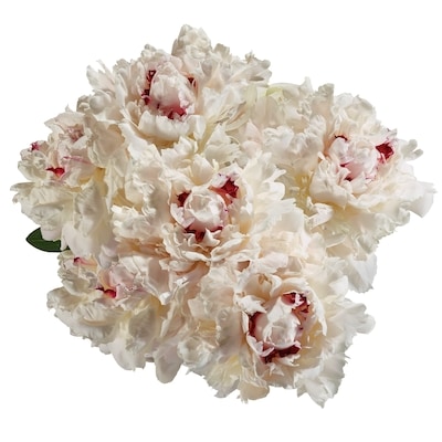 Délices du Marché Pivoines, 7 tiges 1 ea, 14,00 $/1ch