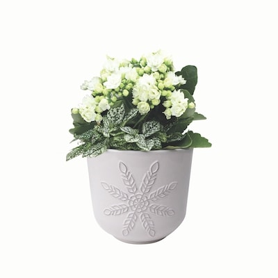 null Jardin des Fêtes 1 ea, 22,00 $/1ch