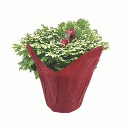 null Fougère givrée 1 ea, 16,00 $/1ch