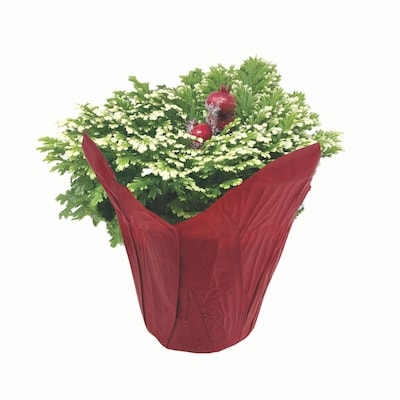 null Fougère givrée 1 ea, 16,00 $/1ch