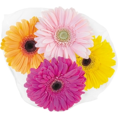 null Gerbera Daisy Bunch 1 ea, $12.00/1ea