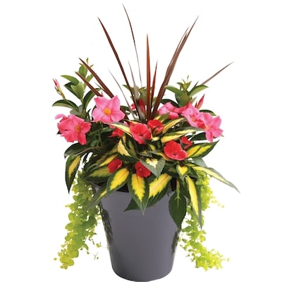 President's Choice Dipladenia Planter 14-Inch 1 ea, $65.00/1ea