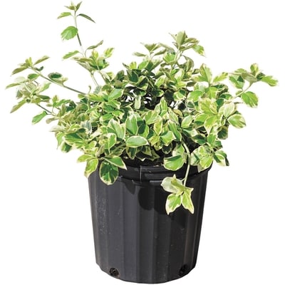 null Euonymus 2 Gallon 1 ea, $28.00/1ea