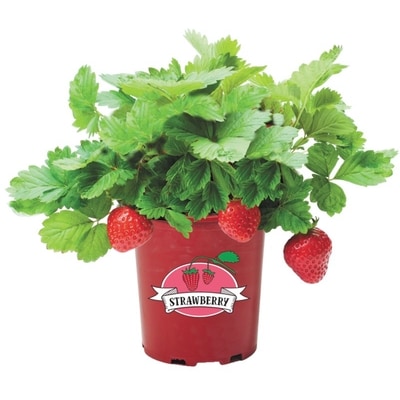 null Fruit, 1 gallon 1 ea, 16,00 $/1ch