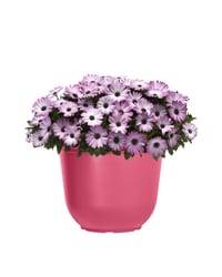 le Choix du Président Jardinière d'annuelles 8,5 pouces 1 ea, 16,00 $/1ch