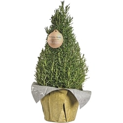 null Rosemary Tree 1 ea, $20.00/1ea