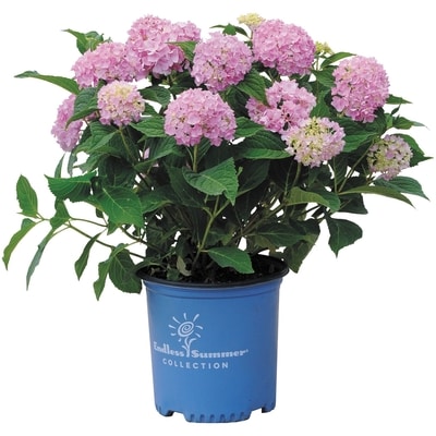 null Endless Summer Hydrangea 3 Gallon 1 ea, $35.00/1ea