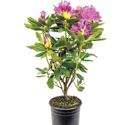 null Rhododendron 2 Gallon 1 ea, $38.00/1ea