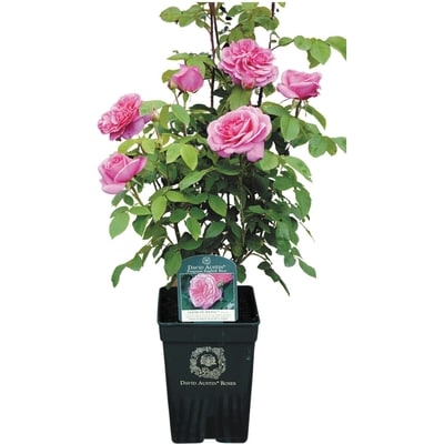 null Roses David Austin en pot de 3 gallons 1 ea, 33,00 $/1ch