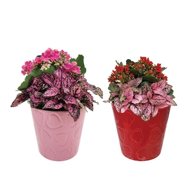 null Jardinière en tasse de la Saint-Valentin 1 ea, 22,00 $/1ch