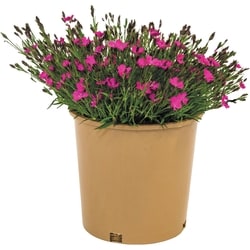 null Perennial 2 Gallon 1 ea, $19.00/1ea