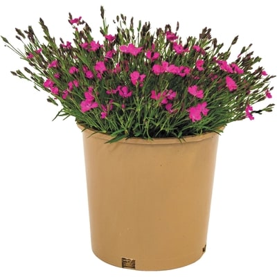null Perennial 2 Gallon 1 ea, $19.00/1ea