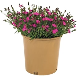 null Plantes vivaces, 2 gallons 1 ea, 19,00 $/1ch