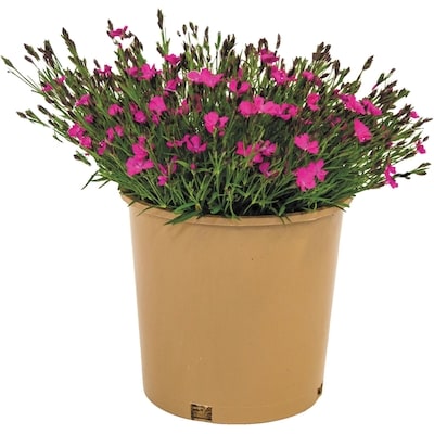 null Plantes vivaces, 2 gallons 1 ea, 19,00 $/1ch