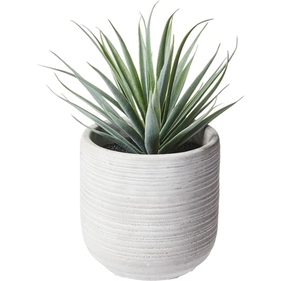 Life at Home Potted Succulent 1 ea, $10.00/1ea