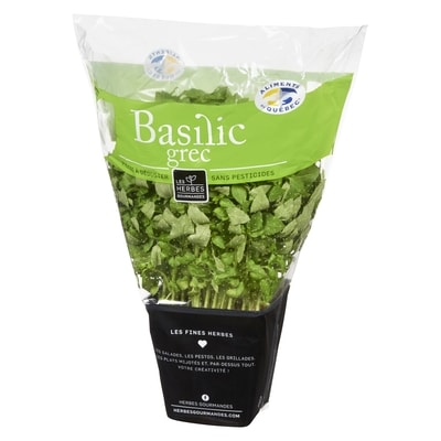 Basilic grec