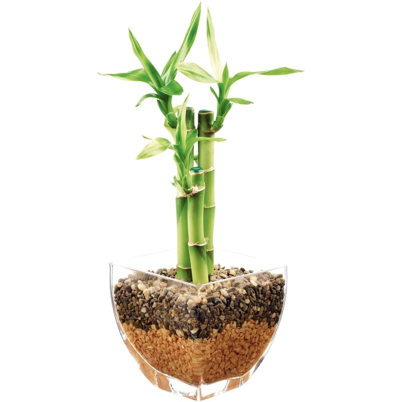 Lucky Bamboo Arrangement