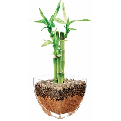 null Arrangement de bambou porte-bonheur 1 ea, 16,00 $/1ch