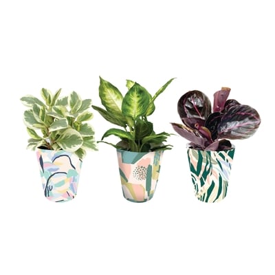 null 4-inch Assorted Tropicals 1 ea, $8.00/1ea