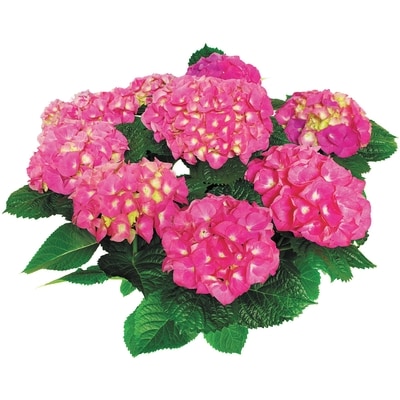 le Choix du Président Hortensia 8Pouces 1 ea, 30,00 $/1ch