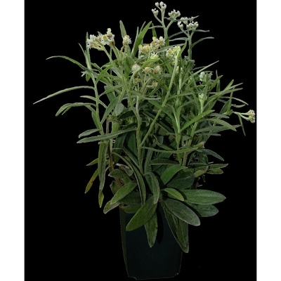 President's Choice Native Perennial 4-Inch 1 ea, $7.00/1ea