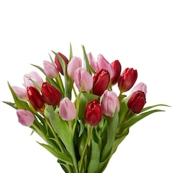 null Tulip, 20 stem bouquet, assorted colors 1 ea, $22.00/1ea