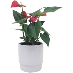 null Anthurium de 4 pouces en céramique 1 ea, 24,00 $/1ch