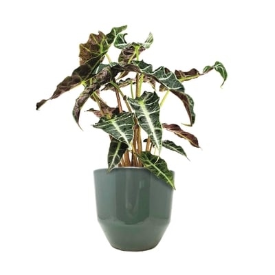 null Tropical Plants In 6-inch Pots 1 ea, $24.00/1ea