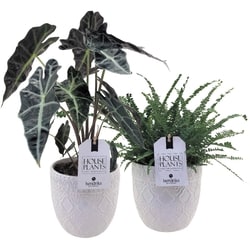 Tropical Plants In 6-inch Pots - 1 ea | Loblaws