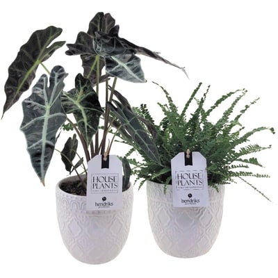 Tropical Plants In 6-inch Pots