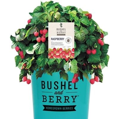 null Bushel & Berry 1 Gallon 1 ea, $21.00/1ea