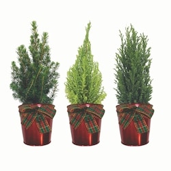 null Mini Tree Upgrade 1 ea, $12.00/1ea