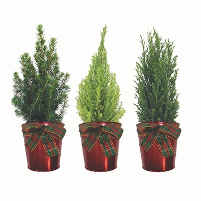 null Arbre de Noël 1 ea, 15,00 $/1ch