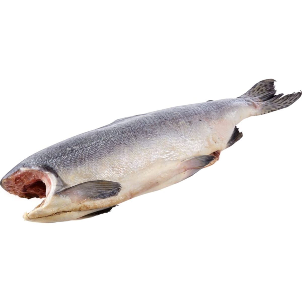 Pink Salmon Headless