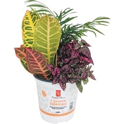 le Choix du Président PC 4 SAISONS TROPICAL 6PO 1 ea, 12,00 $/1ch