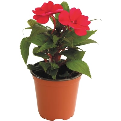 null Annuals 1 ea, $3.00/1ea
