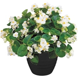 null Promo Annual Planter 10-Inch 1 ea, $12.00/1ea