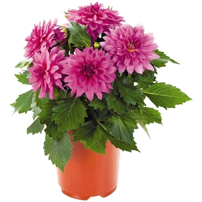 null Promo Gerbera 6-Inch 1 ea, $10.00/1ea