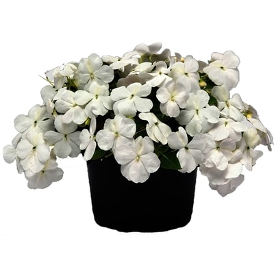 null Promo Annual Bowl 10-Inch 1 ea, $12.00/1ea