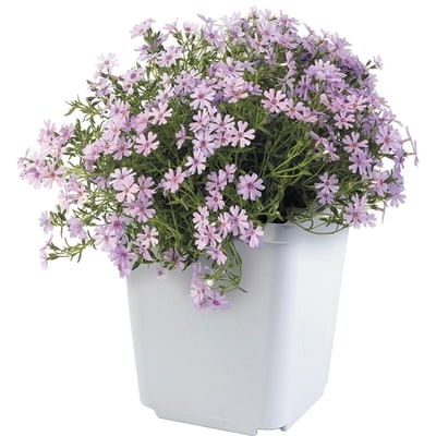 BTN Brookdale Phlox Promo 15Cm 1 ea, $10.00/1ea