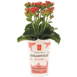 President's Choice Gigantico Annuals 1 ea, $5.50/1ea