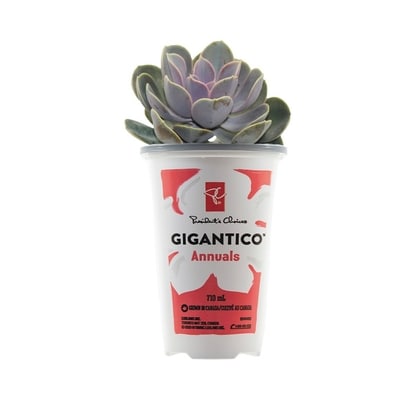 President's Choice President's Choice® Gigantico Annuals 1 ea, $5.50/1ea