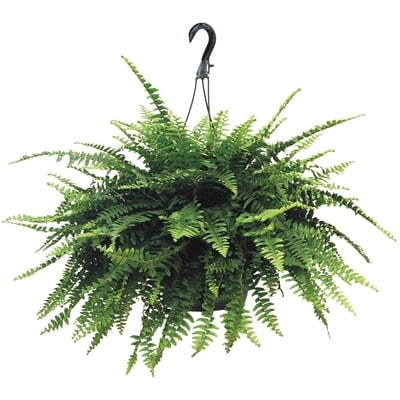 null Promo Boston Fern 10-Inch 1 ea, $20.00/1ea
