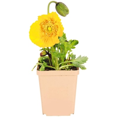 President's Choice Perennials 9 cm 1 ea, $5.50/1ea