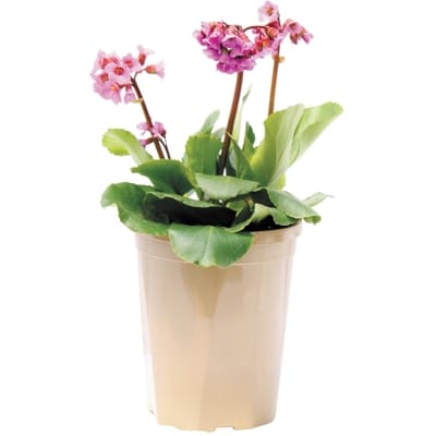 le Choix du Président Plantes vivaces, 13 cm 1 ea, 11,00 $/1ch
