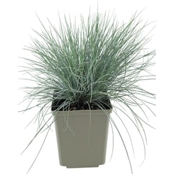 President's Choice Perennials 15Cm 1 ea, $15.00/1ea