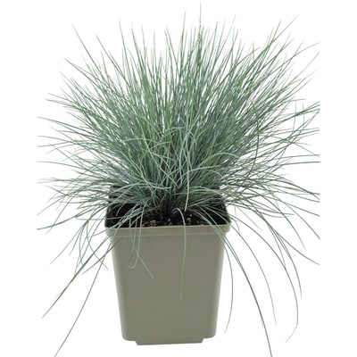 President's Choice Perennials 15Cm 1 ea, $13.00/1ea