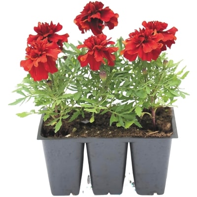 null Plantes annuelles 606, emb. de 6 1 ea, 5,00 $/1ch